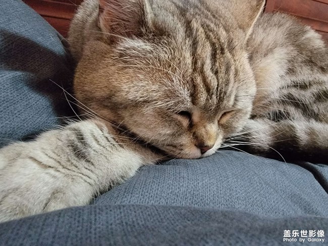 擼貓一時爽，一直擼貓一直爽