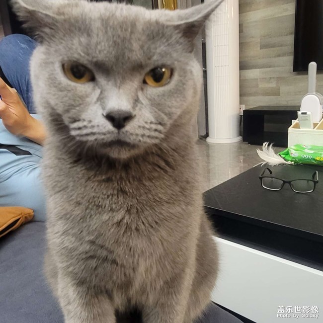 貓貓知道什么是丑照嘛??