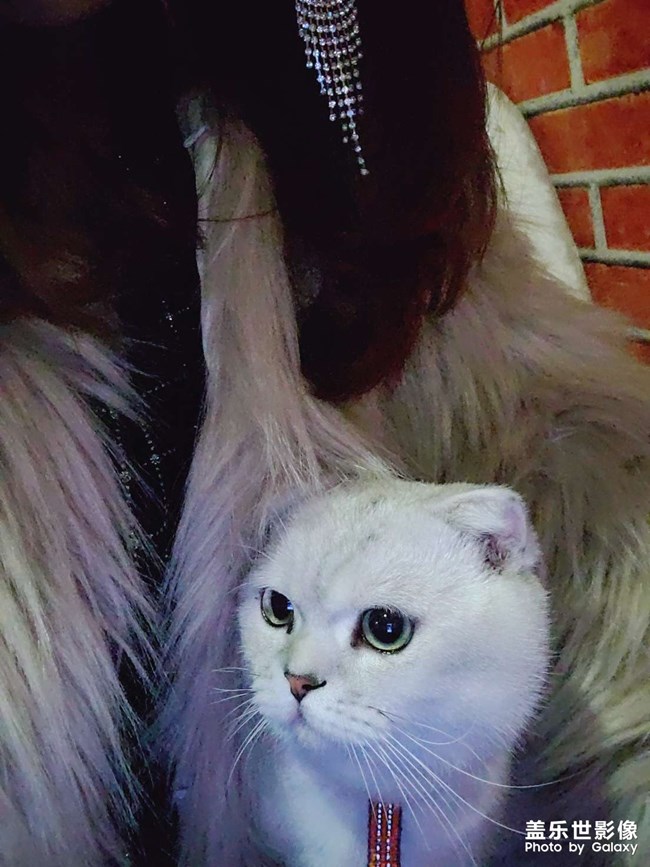 貓貓知道什么是丑照嘛??