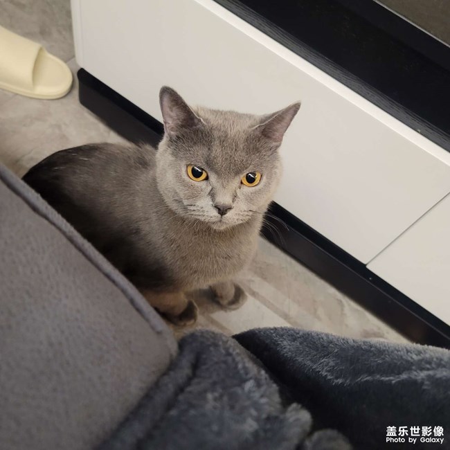 貓貓知道什么是丑照嘛??