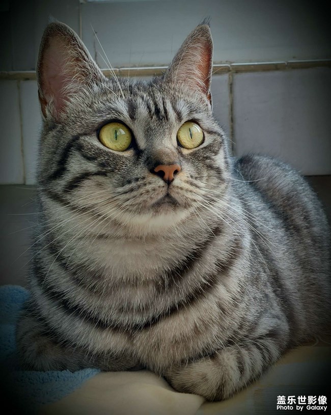 家庭小成員！