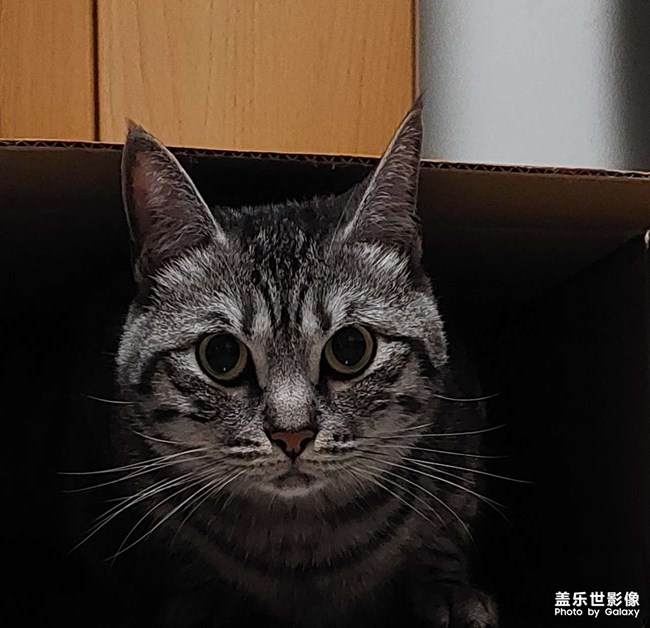 家庭小成員！