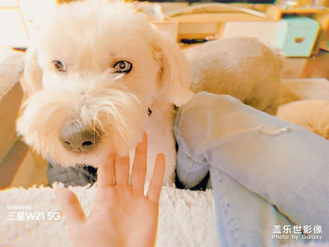 和狗子最和諧的時候