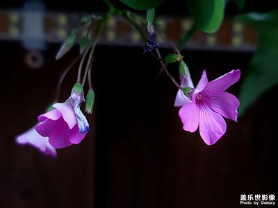 新入手S21  Ultra 相機試拍我很滿意