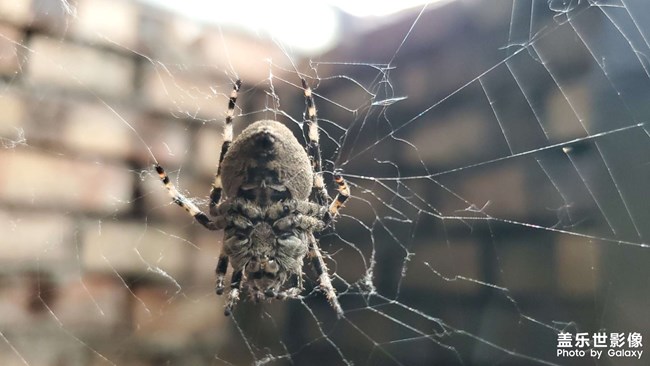 抓拍 一只蜘蛛???