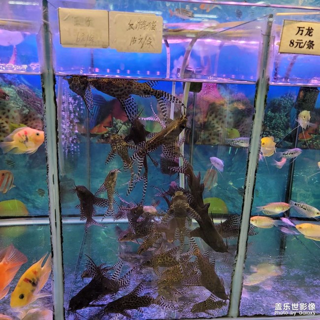魚，寵物魚