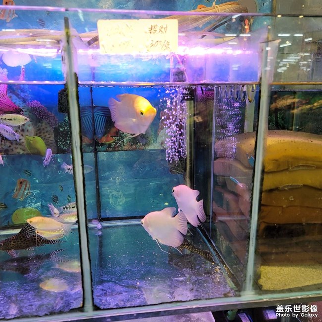 魚，寵物魚