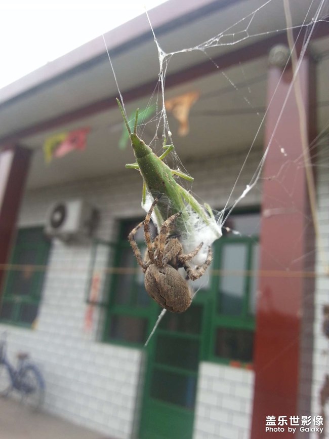 抓拍 一只蜘蛛???