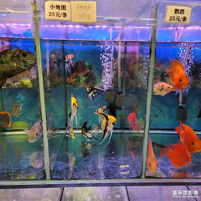魚，寵物魚