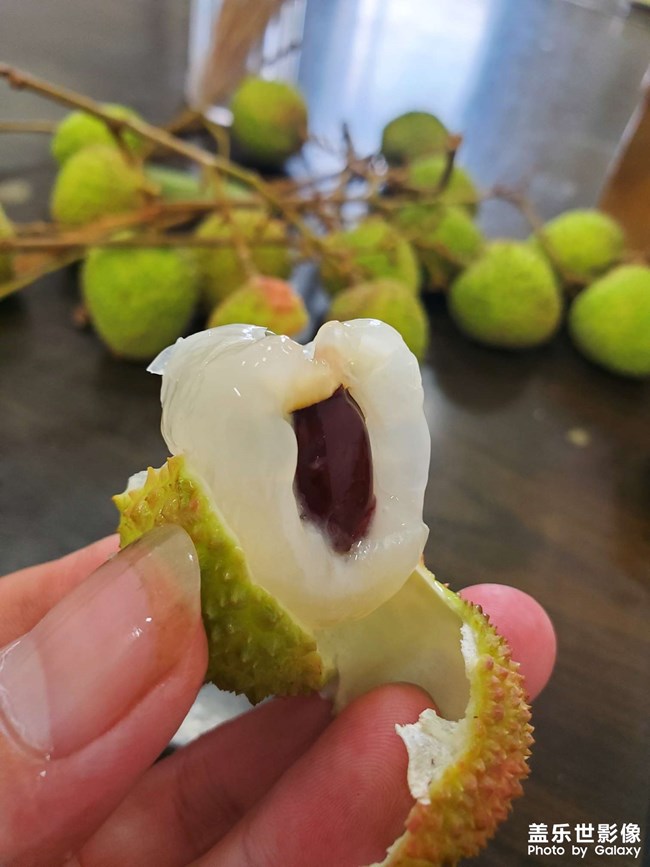 荔枝時(shí)節(jié)