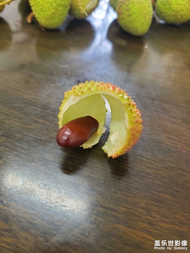 荔枝時(shí)節(jié)