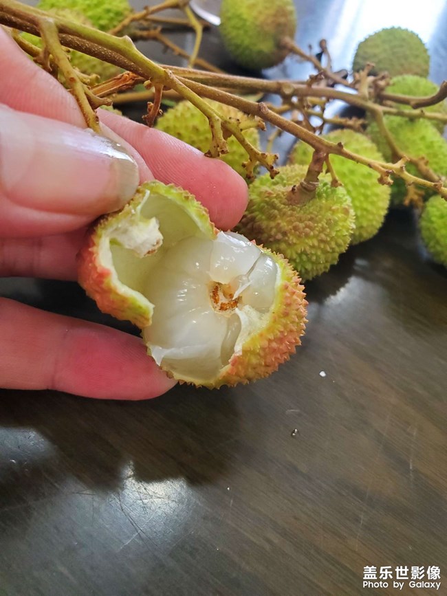 荔枝時(shí)節(jié)