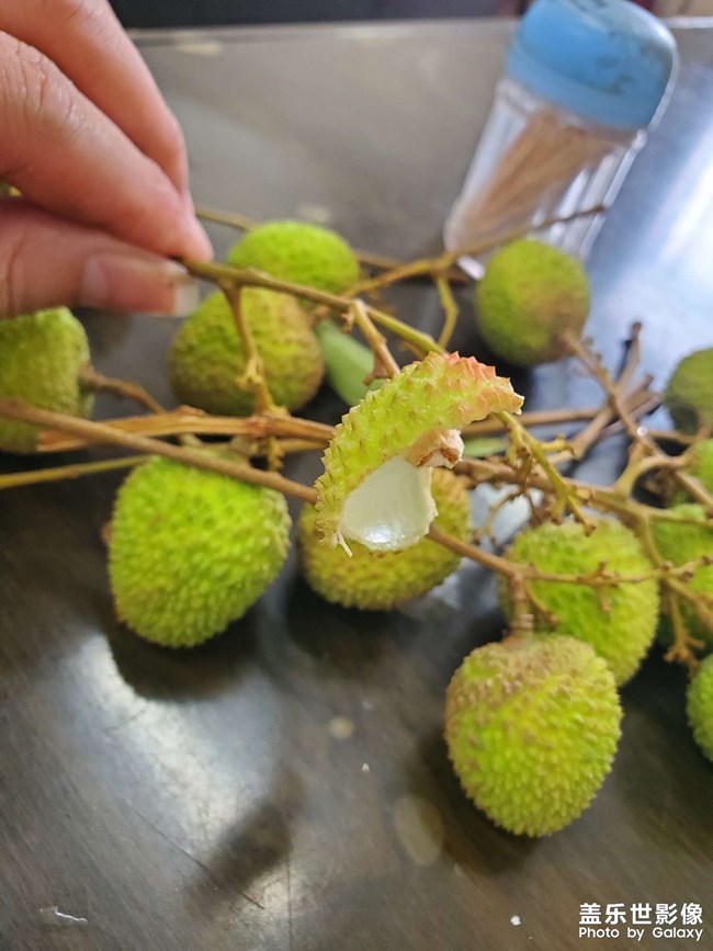 荔枝時(shí)節(jié)