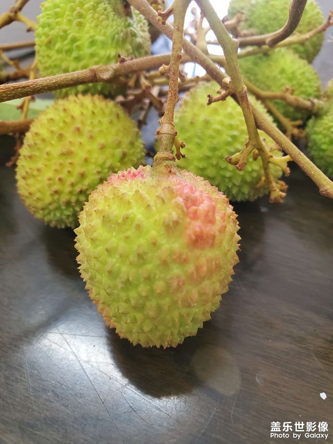 荔枝時(shí)節(jié)