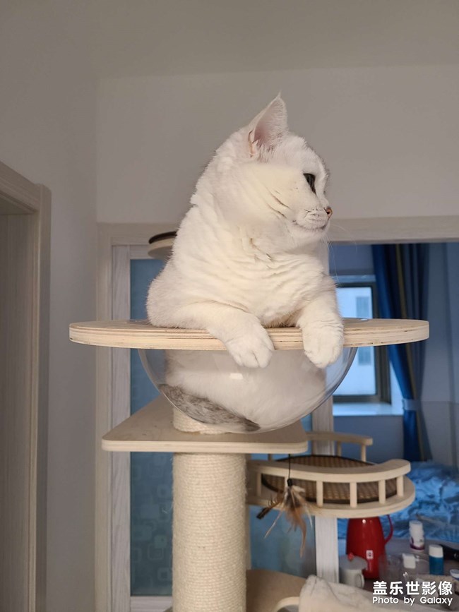 小貓咪能有什么壞心思，只是不看鏡頭罷了??