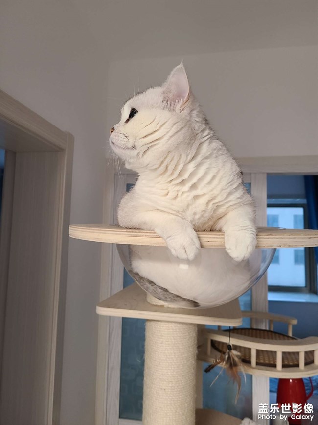 小貓咪能有什么壞心思，只是不看鏡頭罷了??