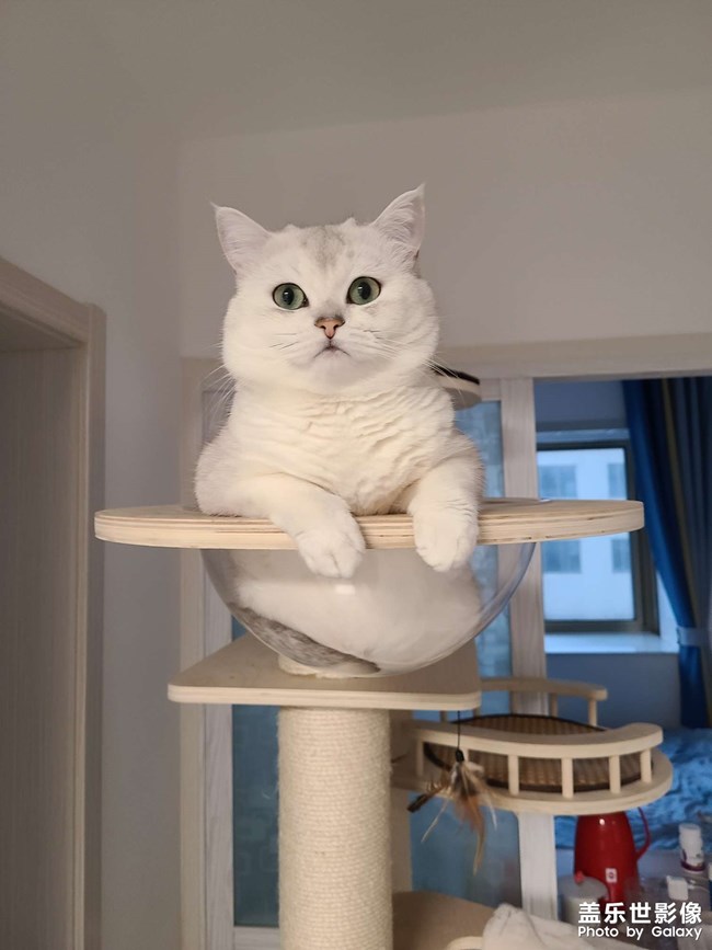 小貓咪能有什么壞心思，只是不看鏡頭罷了??