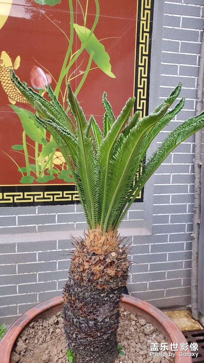 鐵樹發(fā)芽過程