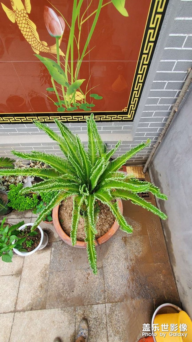 鐵樹發(fā)芽過程