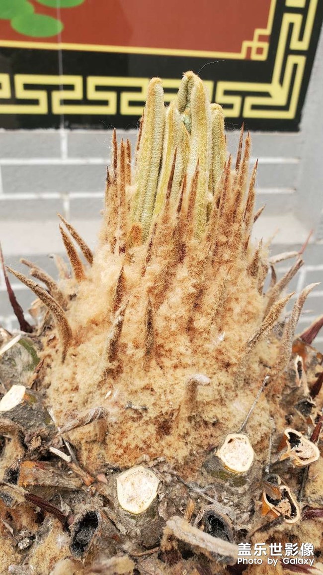 鐵樹發(fā)芽過程