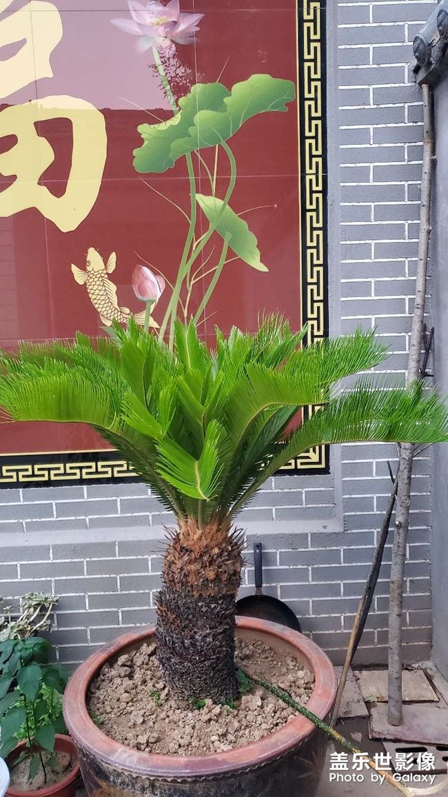 鐵樹發(fā)芽過程