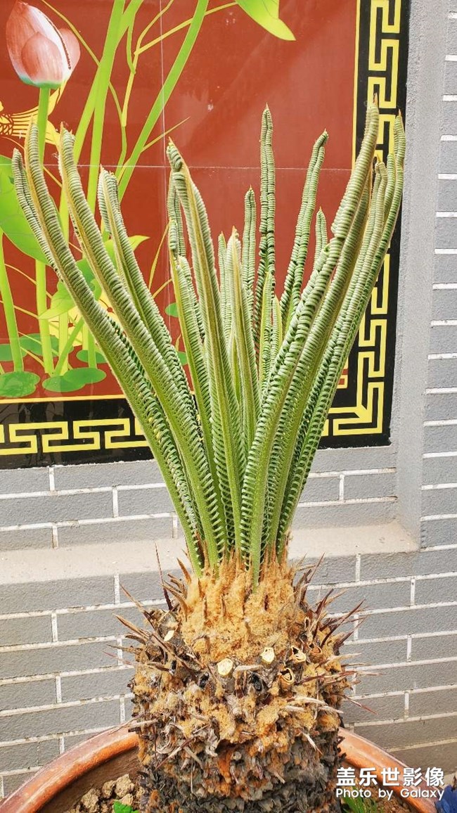 鐵樹發(fā)芽過程