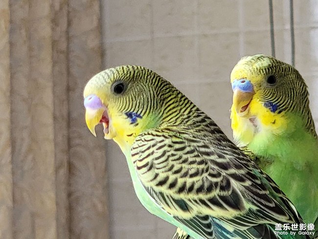 請(qǐng)問(wèn)這是一公一母嗎？從小養(yǎng)大的鸚鵡。