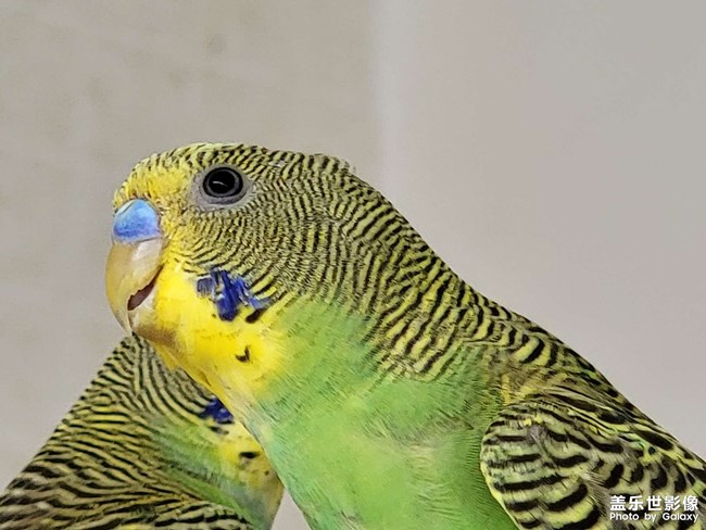 請(qǐng)問(wèn)這是一公一母嗎？從小養(yǎng)大的鸚鵡。