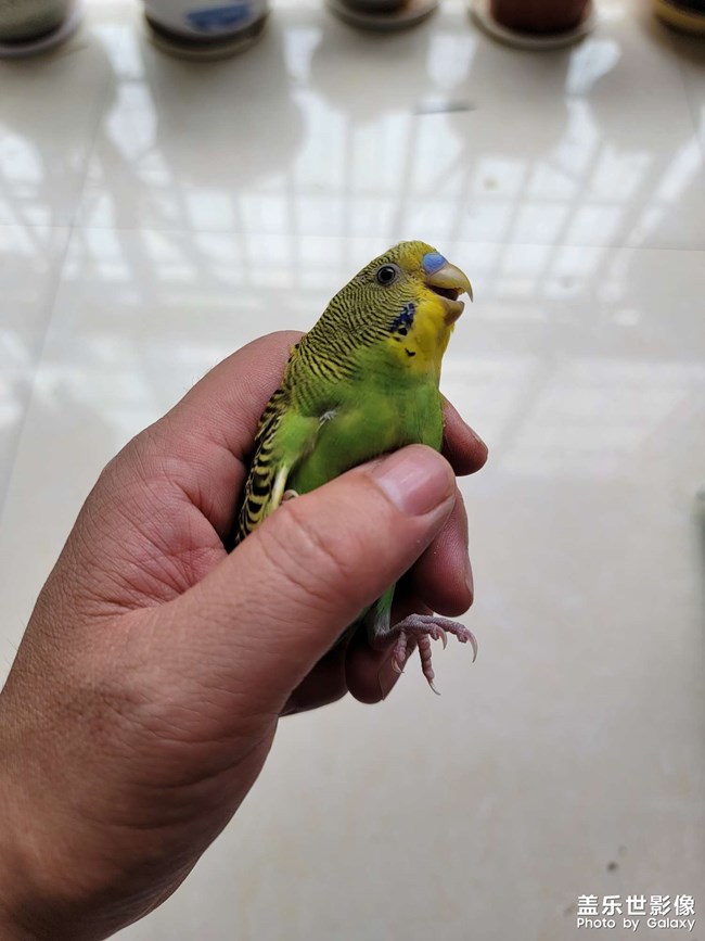 請(qǐng)問(wèn)這是一公一母嗎？從小養(yǎng)大的鸚鵡。