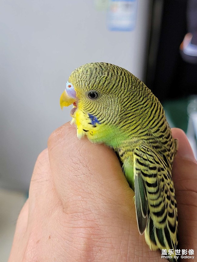 請(qǐng)問(wèn)這是一公一母嗎？從小養(yǎng)大的鸚鵡。