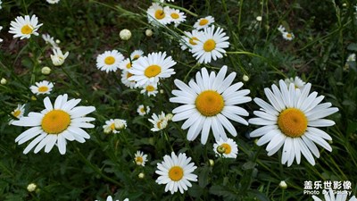 【留住精彩】+花卉特寫