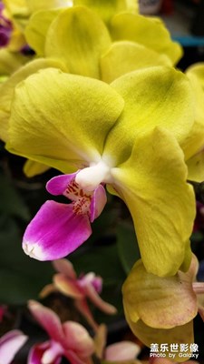 【瞬間精彩】+花之美