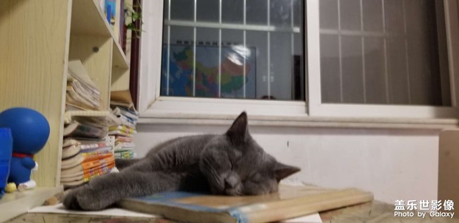 犀利眼神的小貓咪