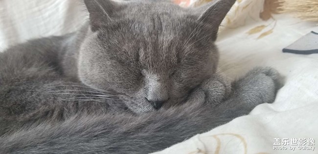 犀利眼神的小貓咪