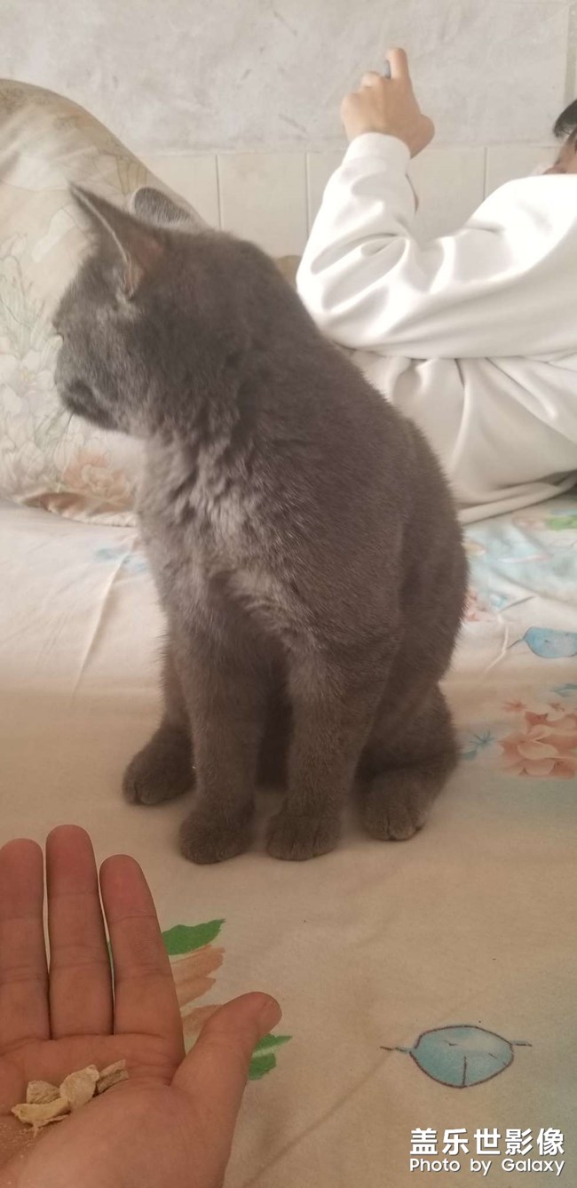 犀利眼神的小貓咪