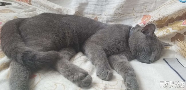 犀利眼神的小貓咪