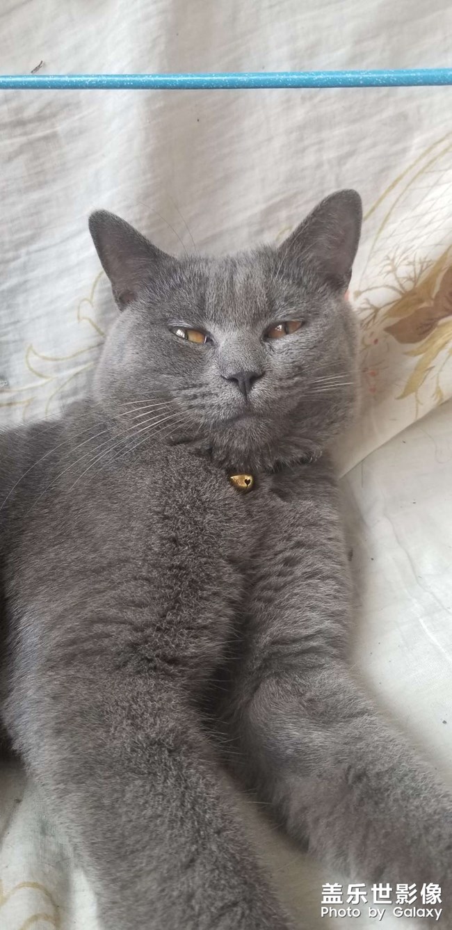 犀利眼神的小貓咪