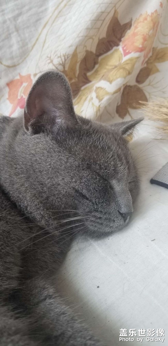 犀利眼神的小貓咪