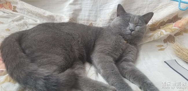 犀利眼神的小貓咪