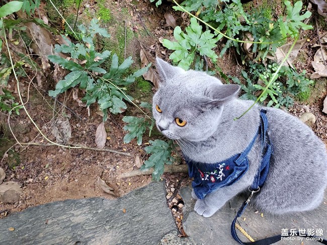 深圳有沒有小公貓可以哈哈哈的哇