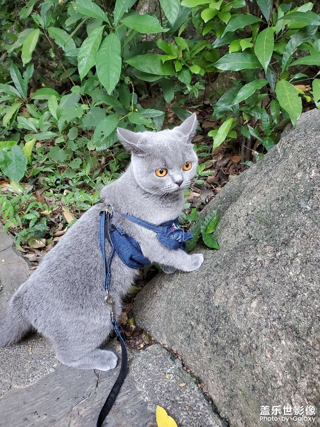 【陽臺上一游】