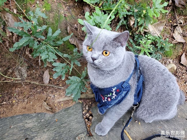 深圳有沒有小公貓可以哈哈哈的哇