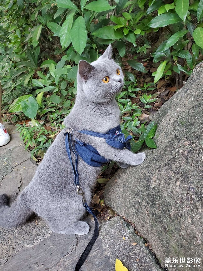 深圳有沒有小公貓可以哈哈哈的哇