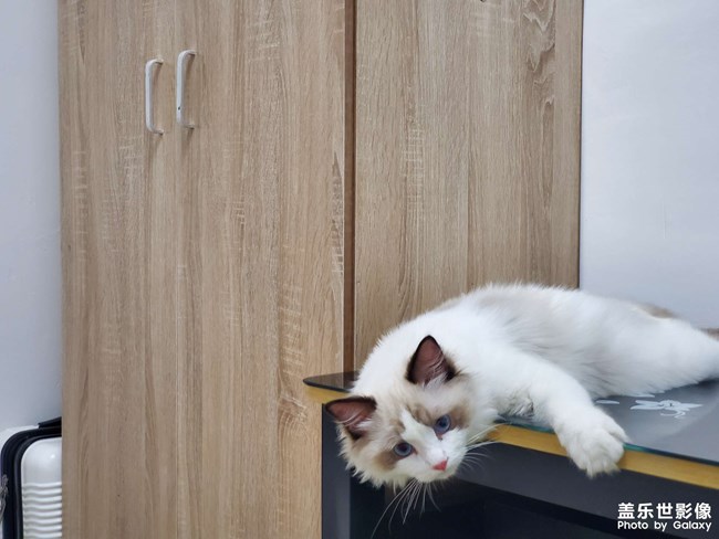 誰家沒個小可愛