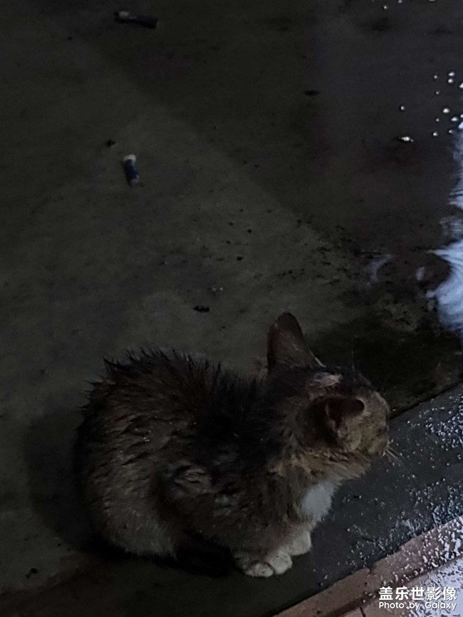 貓咪！?。?！