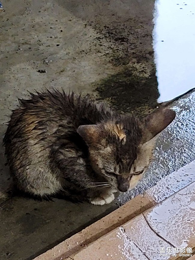 貓咪！?。。? title=