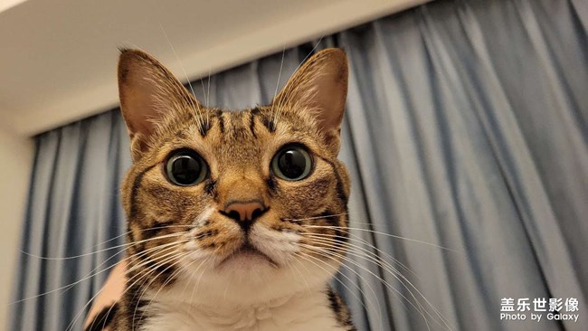 每日擼貓手冊(cè)