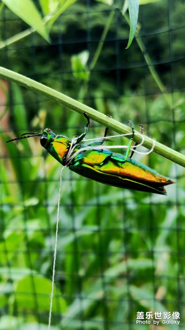 蟬噪林逾靜，鳥鳴山更幽