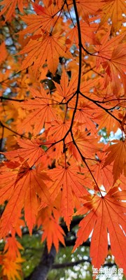 【身邊的美好】+鐵嶺深秋