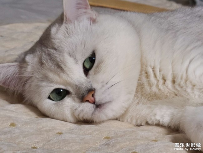 胖三元瘦了之又胖了